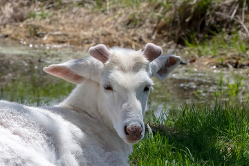 Fototapeta premium Rare white - tailed deer. Buck with growing antlers in velvet.