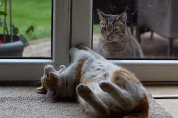 Naklejka na ściany i meble An orange cat is yawning while a tabby cat is sitting behind a window.