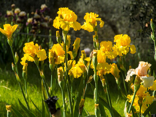 Italia, Toscana, Firenze, il Giardino dell'Iris. Fiori di Iris (Iris germanica).