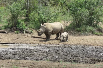 Fotobehang Baby rhino and mother © Andy