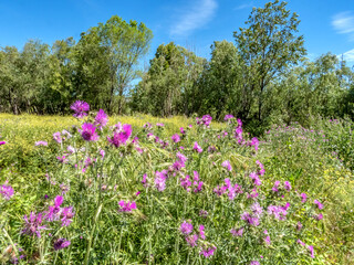 Fleurs de chardon 