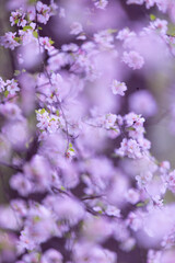 Almond tree blooming in the garden