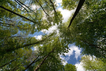 The warm spring sun shining through the canopy of tall beech trees