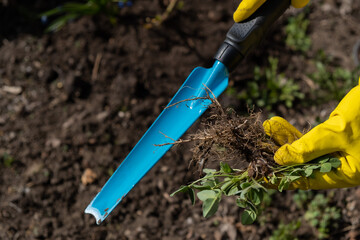 A gardener picks up weeds from the garden with a spatula