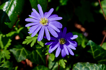 Purple flowering Anemone blanda Blue Shades between ivy in the undergrowth.