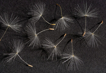 Seeds of dandelion on black background, closeup - obrazy, fototapety, plakaty
