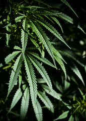 Naklejka na ściany i meble Brightly lit cannabis plant on a dark natural background. Selective focus.