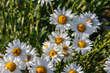 Fototapeta premium Margeritenblüte im Frühjahr auf einem Feld, Margeriten