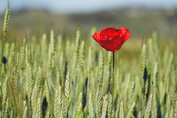 Lonely red poppy in a green wheat field