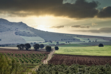 View of the Andalusian cereals fields with a path between the hills advancing towards the sunset