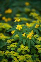 Blooming of Chrysosplenium alternifolium and Yellow wood Anemone in spring forest