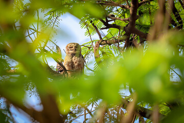 Indian eagle owl or rock eagle owl