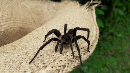 spider on the hat