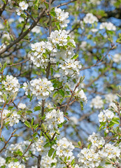Obraz premium Blühende Birne, Pyrus, im Frühling
