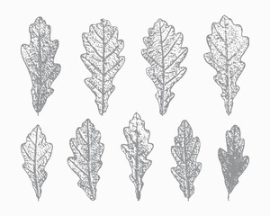 Natural Oak Leaf Print Silhouettes Vector Set. Stamp Tree Leaves. Textured Forest Plants Imprint for Floral Design.
