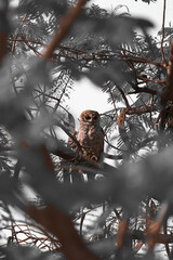 Indian eagle owl or rock eagle owl