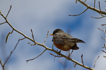 Obraz premium A Robin in a Tree