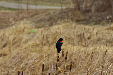 A Male Red-Winged Blackbird on Reeds