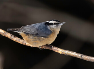 Red-breasted Nuthatch in Alaska Portrait