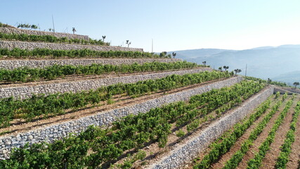 Vineyard view from above. Summertime. Red wine in the making. Syrah, Cabernet sauvignon, Cabernet...