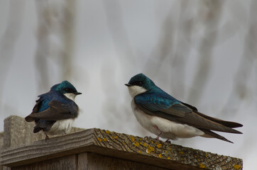A Tree Swallow Couple on a Birdhouse
