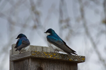 A Tree Swallow Couple on a Birdhouse