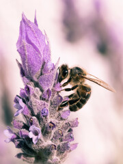 ABEJA RECOLECTANDO EN FLOR DE LAVANDA