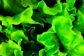 Green lettuce close up. Fresh salad texture background. Vegetarian food. Vegetable and vitamins products. Macro photo.