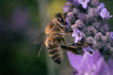 ABEJA RECOLECTANDO EN FLOR DE LAVANDA
