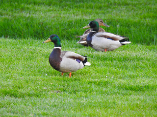 The ducks standing  on the grass