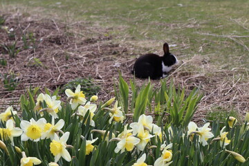 rabbit in the meadow