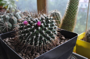 blooming cactus Mammillaria magnimamma in home garden side view on background of green succulent plants closeup. Selective focus