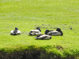 The ducks are resting on the grass