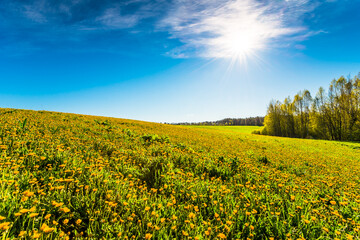 Hilly meadows with flowers in the woods on a background of blue sky with clouds and sun