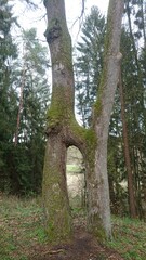 Zusammengewachsene Eichen