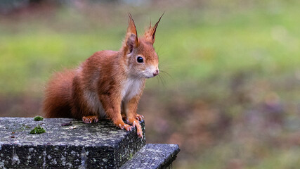 Eichhörnchen 65 © Karl-Heinz Schmidt