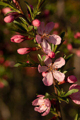Blooming almond bush. Red almond flowers. The beauty of a spring garden.