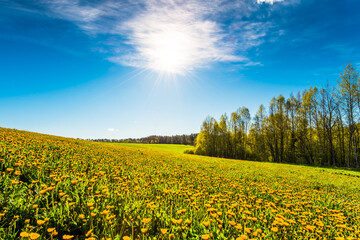 Hilly meadows with flowers in the woods on a background of blue sky with clouds and sun