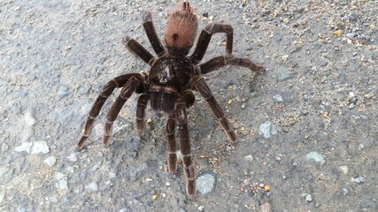 tarantula