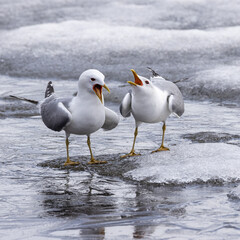 Common gull, mew gull, or sea mew pair