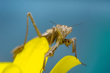 Close up of pair of Beautiful European mantis ( Mantis religiosa ).

