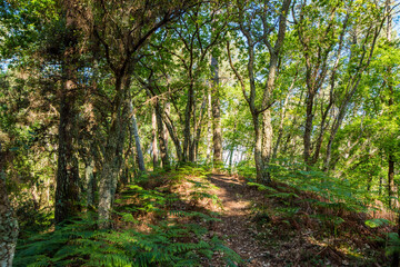 Beautiful landscape of the Landes forest in the south west of France