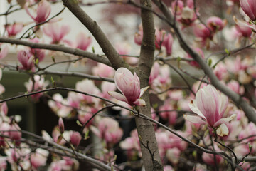 Pink magnolia on one branch