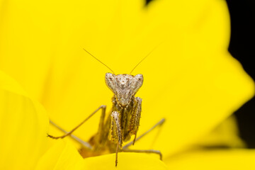 Close up of pair of Beautiful European mantis ( Mantis religiosa ).

