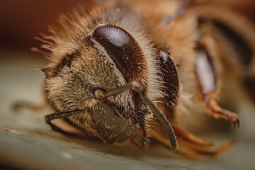 bee abeja macro venus optic