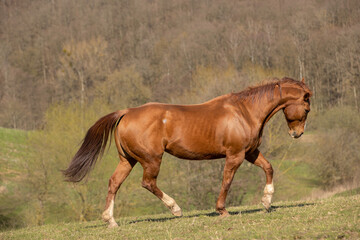 Fototapeta premium Quarter Horse auf der Weide