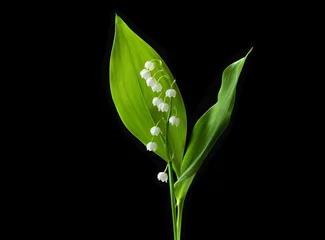 Fototapeten Lily valley flower isolated on black background © lumikk555