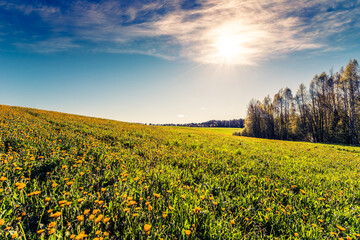 Hilly meadows with flowers in the woods on a background of blue sky with clouds and sun