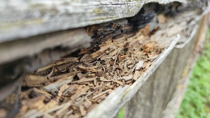lizard on a tree