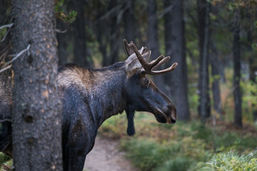 Fototapeta na wymiar Young Bull moose with small antlers walking in the forest of Glacier National Park, Montana, USA. Majestic Alces alces in its natural habitat. Wildlife of American Rockies